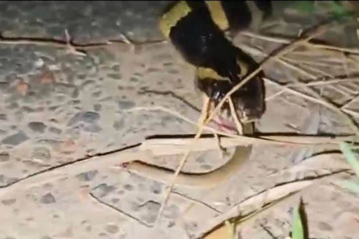 Ảnh cắt từ clip.