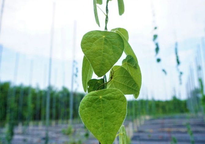 Sương sâm từng là cây dại mọc ở rừng. Ảnh: Dân Trí.