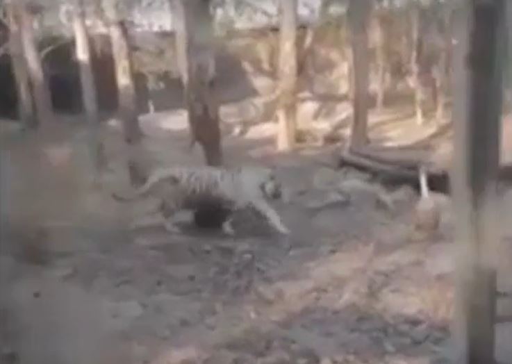 Ảnh cắt từ clip.