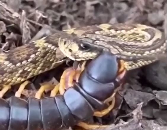 Ảnh cắt từ clip.