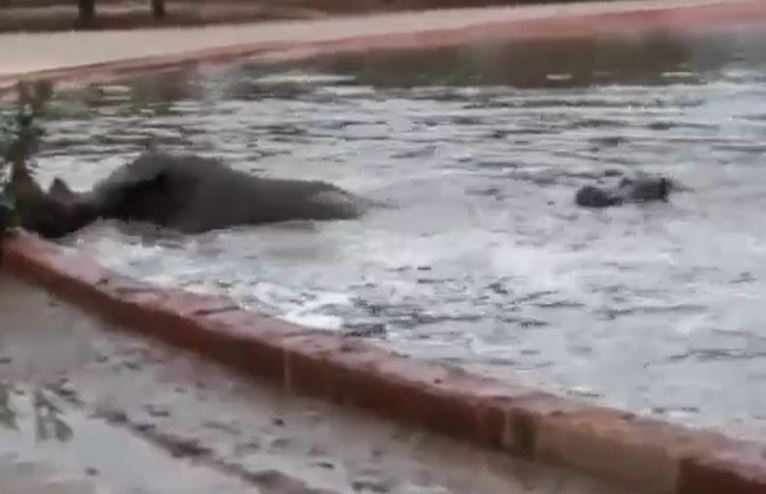 Ảnh cắt từ clip.