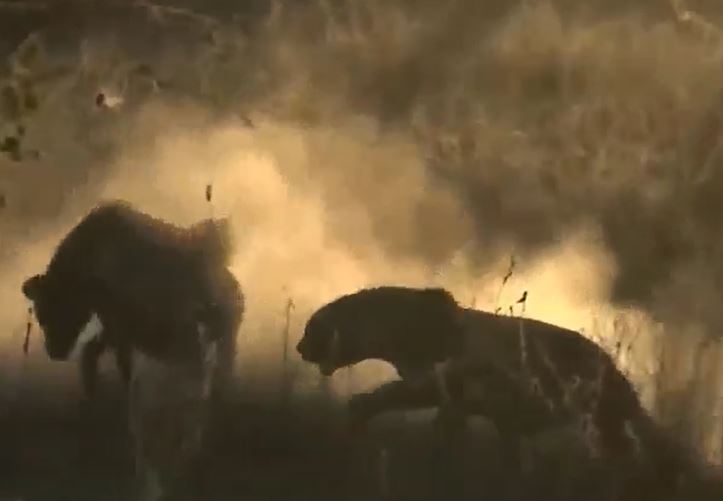 Ảnh cắt từ clip.