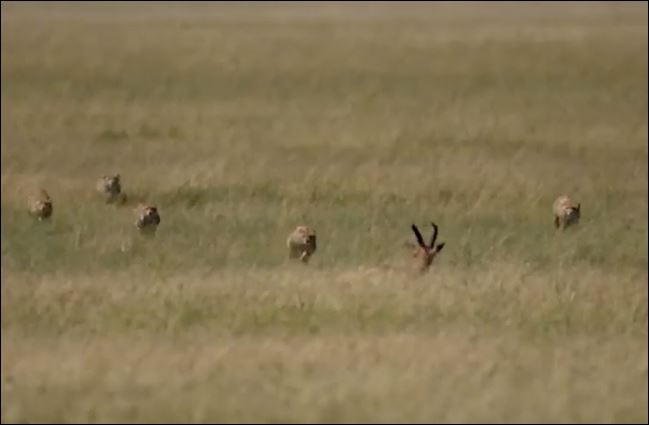 Báo săn tấn công linh dương topi.