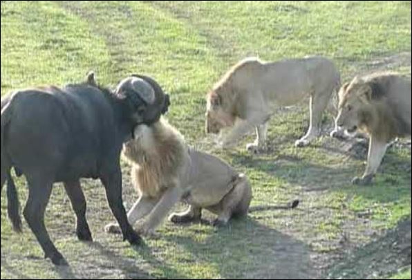 Sư tử săn trâu rừng.