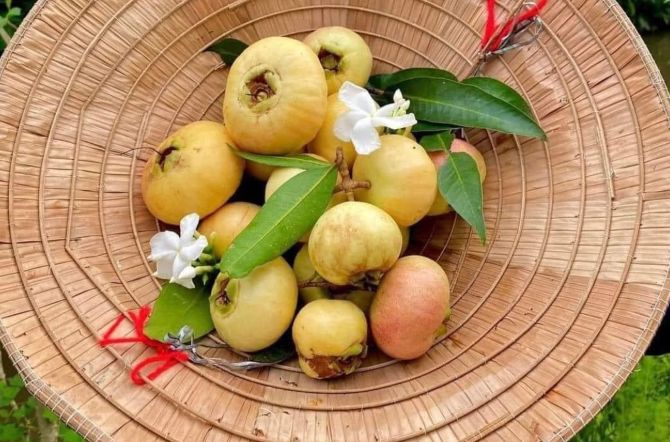 Trái lý gắn liền với tuổi thơ của nhiều người nay đã dần vắng bóng. Ảnh: Dân Việt.