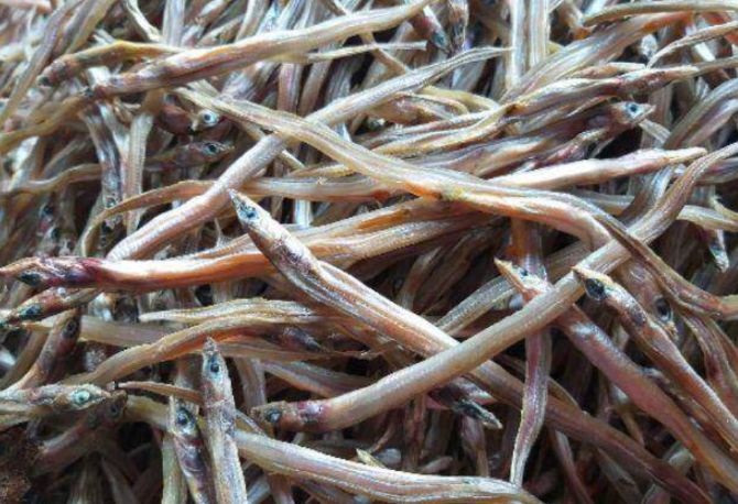 Cá loi choi. Ảnh: Internet.