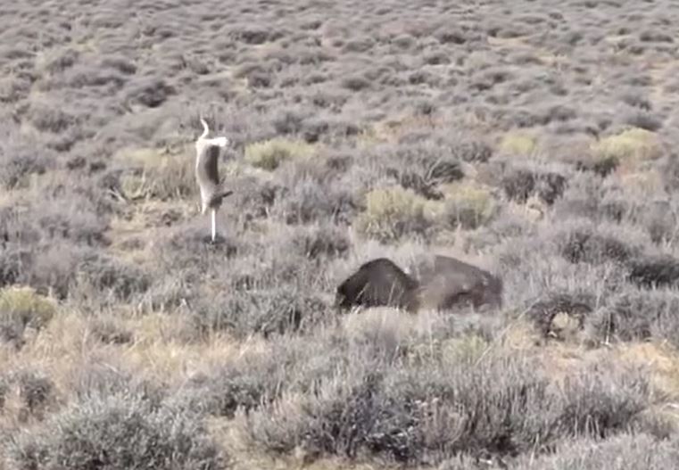 Ảnh cắt từ clip.