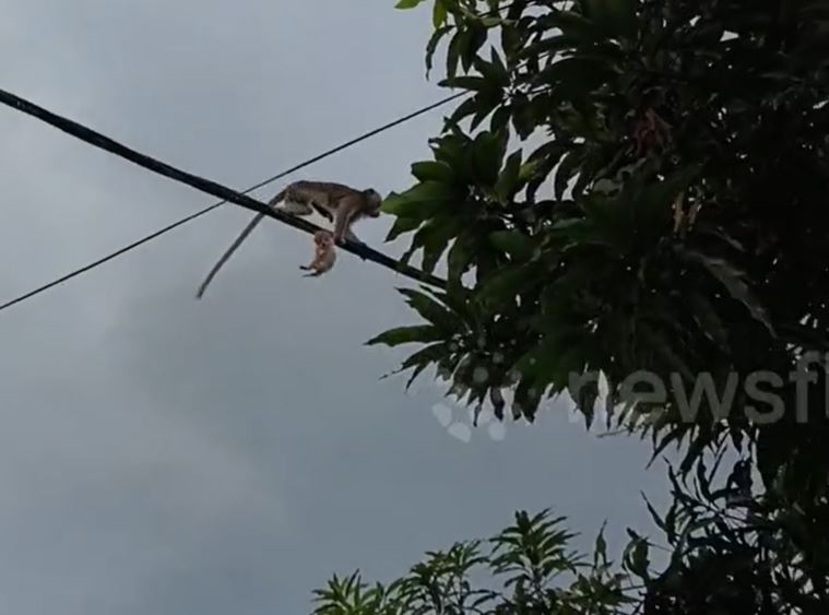 Ảnh cắt từ clip.