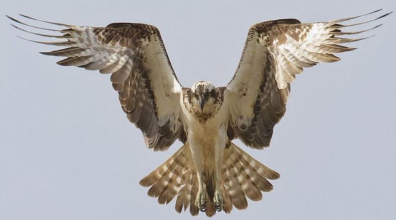 Ảnh: Marius Cepulis.