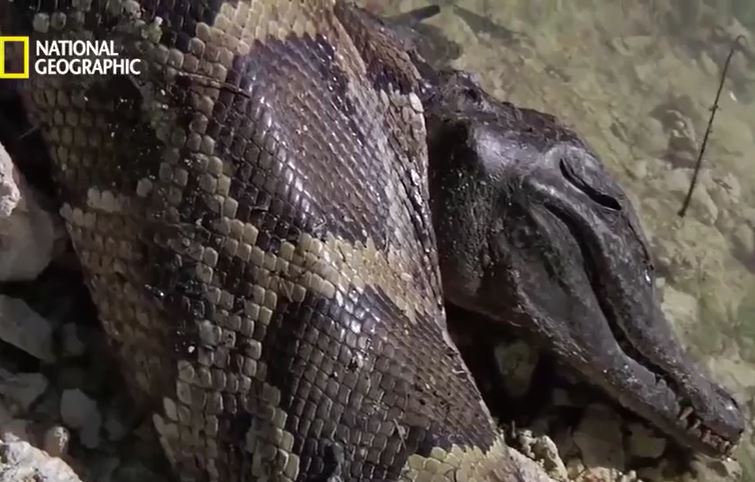 Ảnh cắt từ clip.