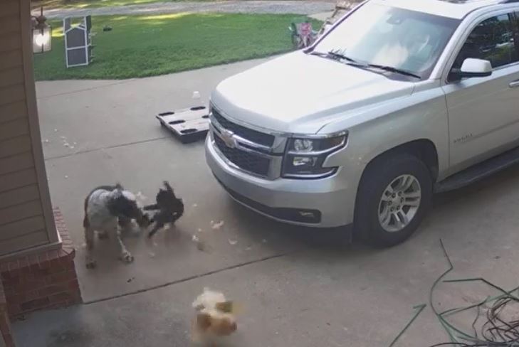 Ảnh cắt từ clip.