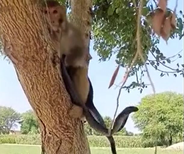 Ảnh cắt từ clip.