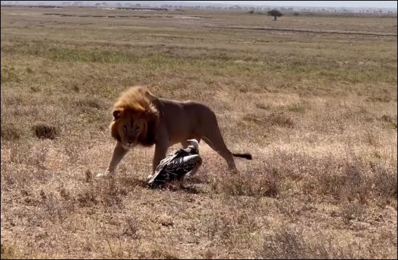 Kền kền đối đầu sư tử.