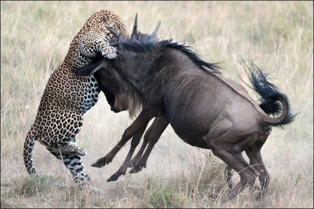 Báo hoa mai hạ sát linh dương đầu bò.