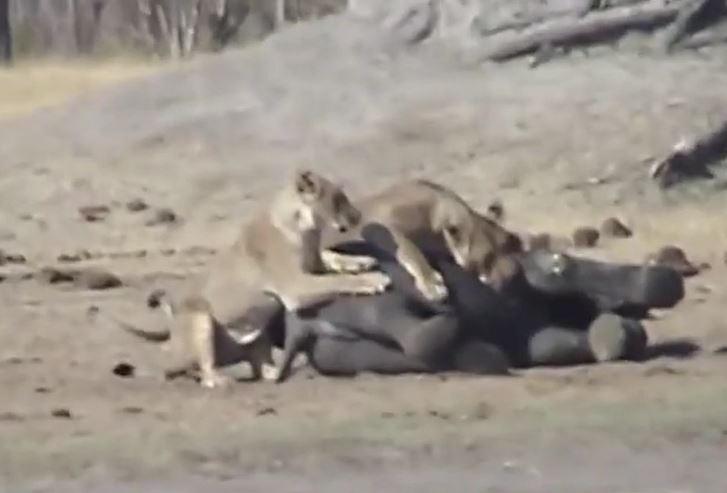 Ảnh cắt từ clip.