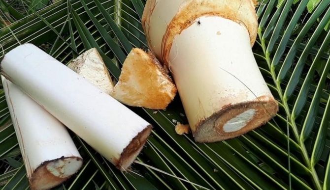 Củ hủ dừa. Ảnh: Thương hiệu sản phẩm.