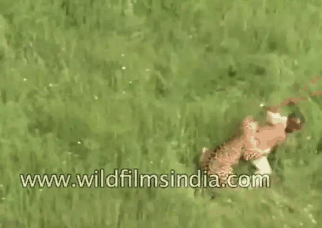 Ảnh cắt từ clip.