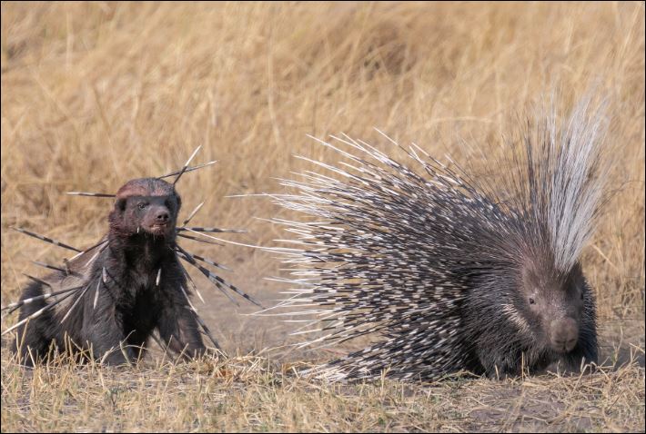 Lửng mật dính đầy gai nhím khi cố tấn công đối thủ.