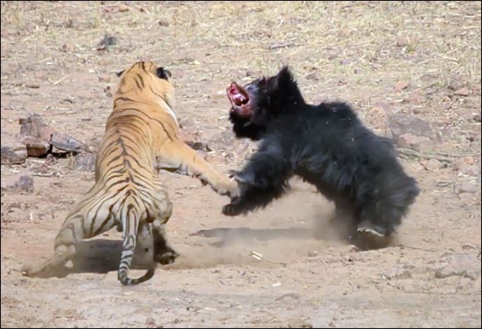 Hổ và hấu ác chiến.