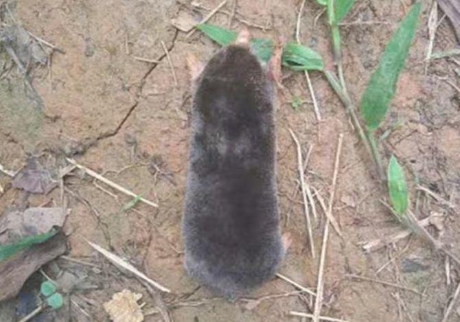 Chuột chũi được ghi nhận tại Pù Luông là loài thứ 6 được ghi nhận tại Việt Nam. Ảnh: Ban Quản lý Khu bảo tồn thiên nhiên Pù Luông. 