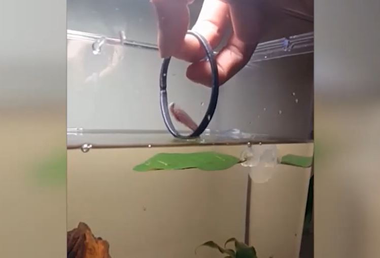 Ảnh cắt từ clip.