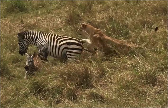Ngựa vằn mẹ đánh đuổi sư tử giải cứu con non.