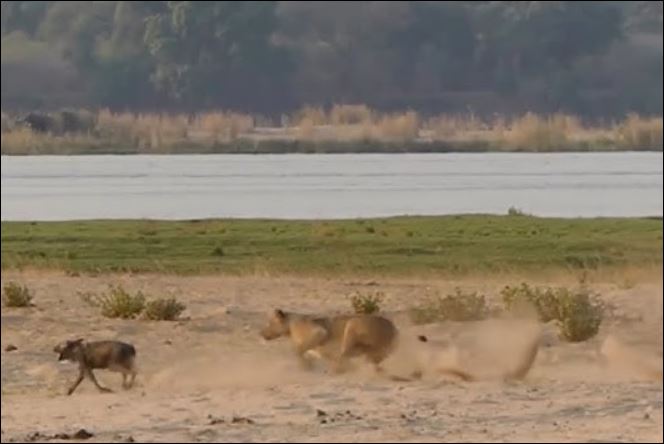 Sư tử tấn công chó hoang.