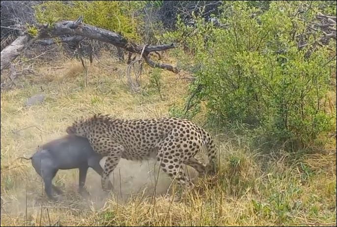 Lợn bướu vùng vẫy tìm sự sống trước báo săn