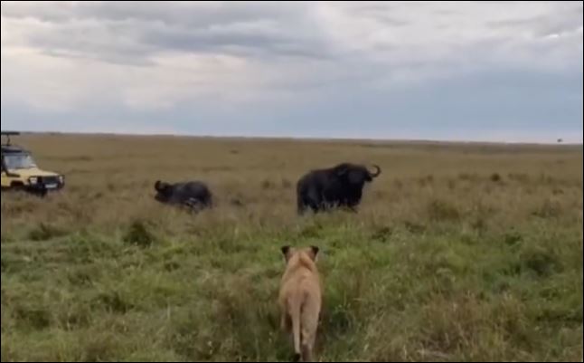 Trâu rừng dũng mãnh, đuổi cả đàn sư tử chạy ‘té khói’