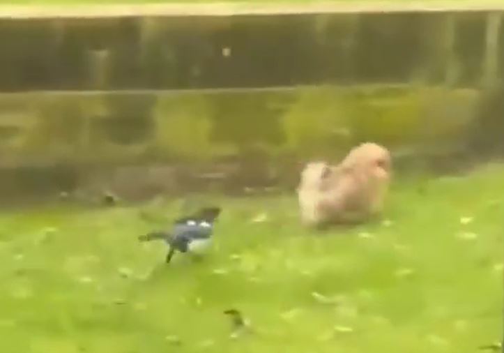 Bị chim phản công bất ngờ, chó hoảng hồn chạy ‘tóe khói’