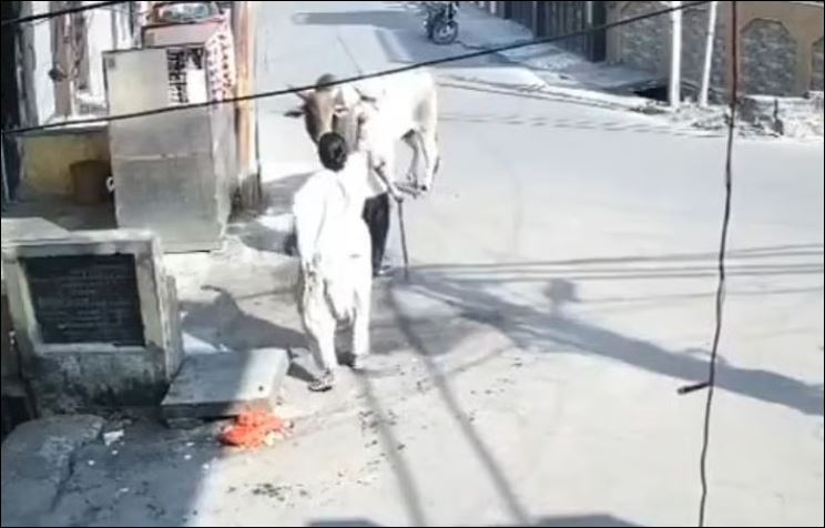 Bò tấn công người.