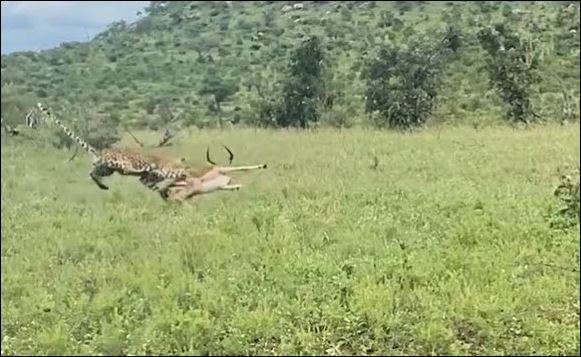 Mải mê ‘thiết đầu công’ với đồng loại, linh dương trở thành bữa ăn ngon cho báo hoa mai