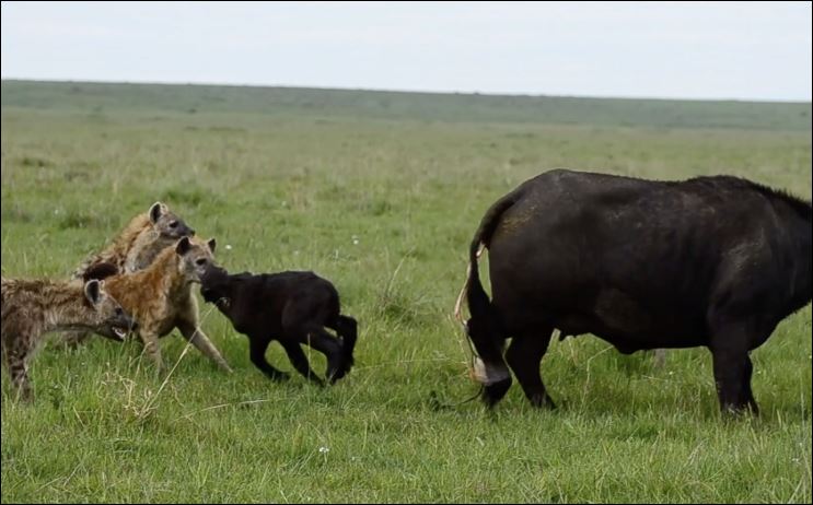 Trâu rừng mẹ khổ chiến với bầy linh cẩu, bảo vệ con non