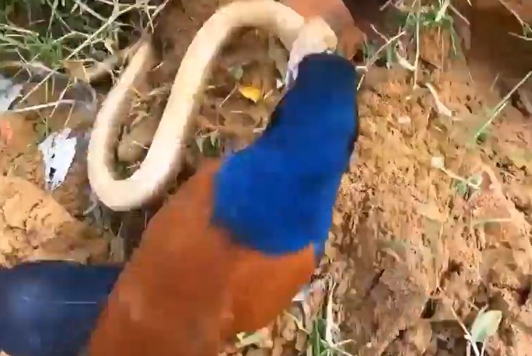 Không ngán nọc độc, bìm bịp tung đòn liên tiếp khiến rắn hổ mang tháo chạy