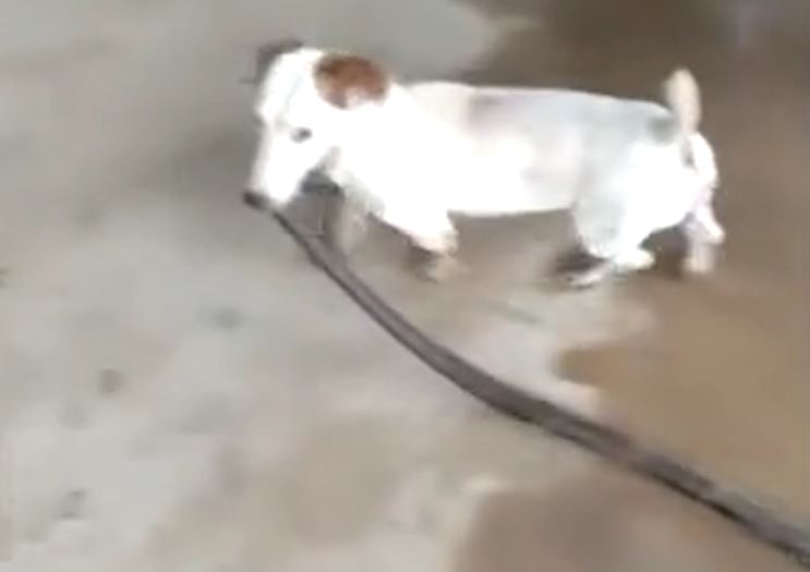 Chó sục Jack Russell hạ gục rắn rồi kéo về nhà khoe chiến tích