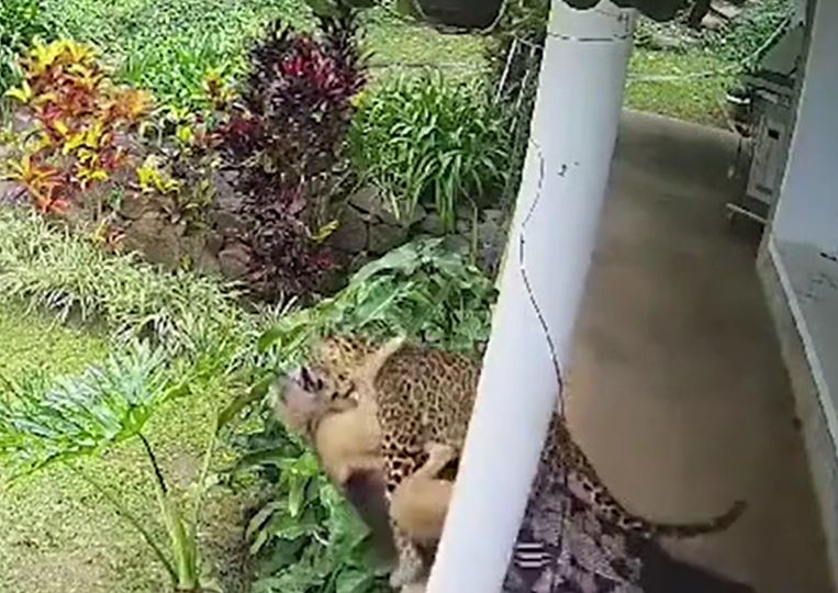 Thấy chó cưng bị báo hoa mai tha đi, chủ nhà tay không lao ra giải cứu và cái kết