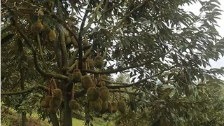 Sầu riêng Đam Rông: Từ hương vị đặc trưng đến bước tiến khẳng định thương hiệu