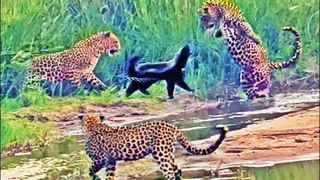 CLIP: 'Kẻ bố đời' lửng mật một mình quyết chiến 3 báo hoa mai