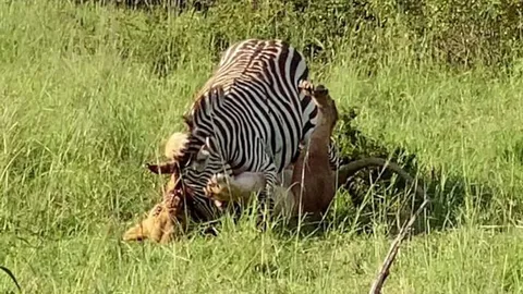 CLIP: Ngựa vằn kiên cường chiến đấu với sư tử, nhưng cuối cùng vẫn phải chấp nhận số phận trở thành bữa ăn cho kẻ săn mồi