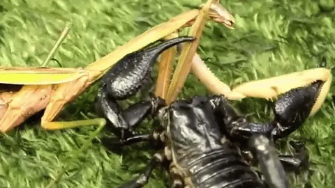 CLIP: Cuộc đọ sức căng thẳng giữa bọ cạp cực độc và bọ ngựa, ai là kẻ thắng cuối cùng?