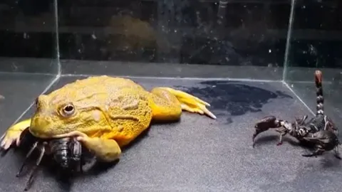 CLIP: Đánh cược tính mạng, ếch khổng lồ dám ăn bọ cạp độc và nhận cái kết đau mắt