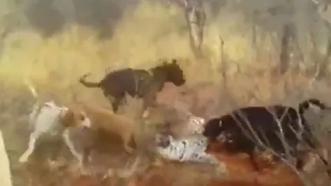 CLIP: Bị 4 con chó săn tấn công, báo đốm phải nhờ tới sự trợ giúp của con người mới thoát chết