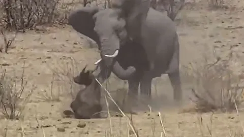CLIP: Ớn lạnh trước cảnh voi châu Phi nổi cơn điên, tấn công trâu rừng đến chết