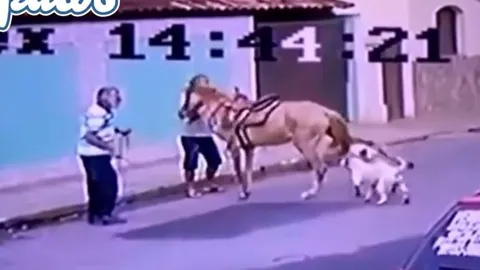 CLIP: Tấn công ngựa, 2 con chó Pitbull bị đá 'vỡ mồm'