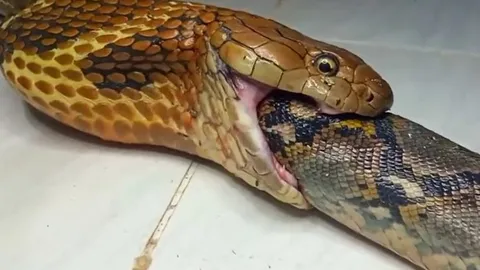 CLIP: Màn tử chiến kịch tính của trăn vua và rắn hổ mang