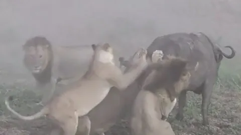 CLIP: Bị đàn sư tử tóm gọn, trâu rừng vẫn thoát chết ngoạn mục nhờ màn bất hòa nội bộ của những kẻ đi săn