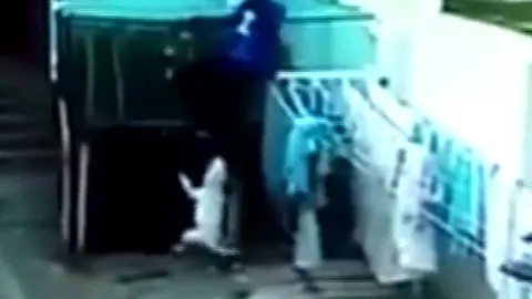 CLIP: Vào nhà dân ăn trộm, nam thanh niên gặp ngay 2 con chó Pitbull và cái kết 'kinh hoàng'