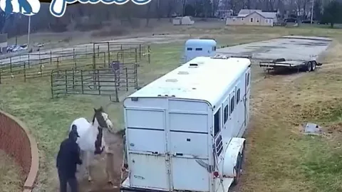 CLIP: Tấn công ngựa, chó Pitbull nhận bài học nhớ đời