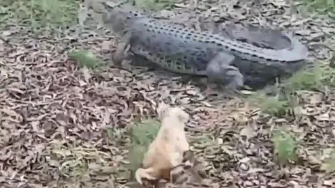 CLIP: Bị chú chó nhỏ tấn công, cá sấu 'khổng lồ' có phản ứng khiến người xem 'sốc' nặng