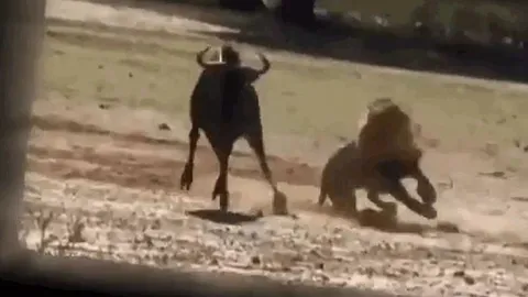 CLIP: Bị sư tử ngoạm chặt cổ, linh dương đầu bò có màn phản đòn cực ấn tượng